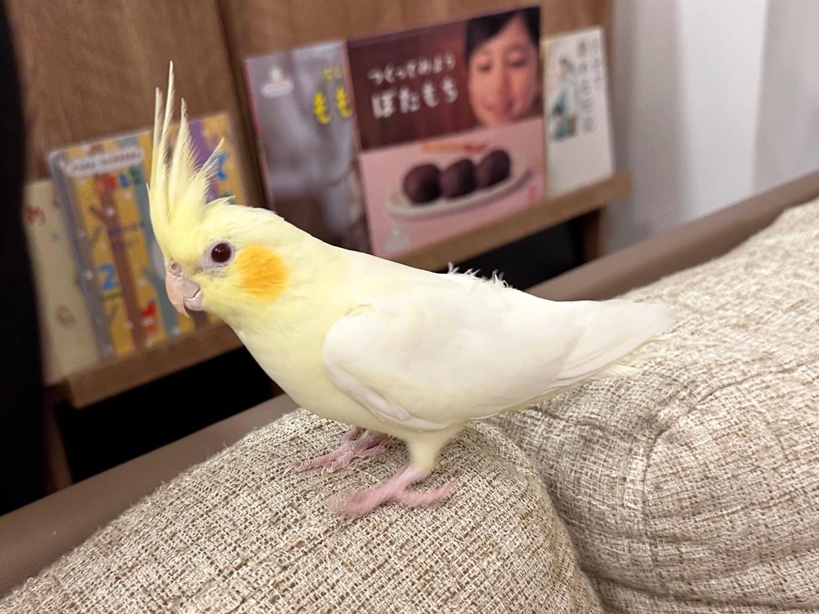 ピッピちゃん ピッピちゃん