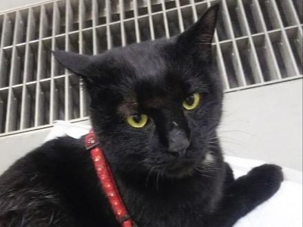 保護された猫 保護された猫