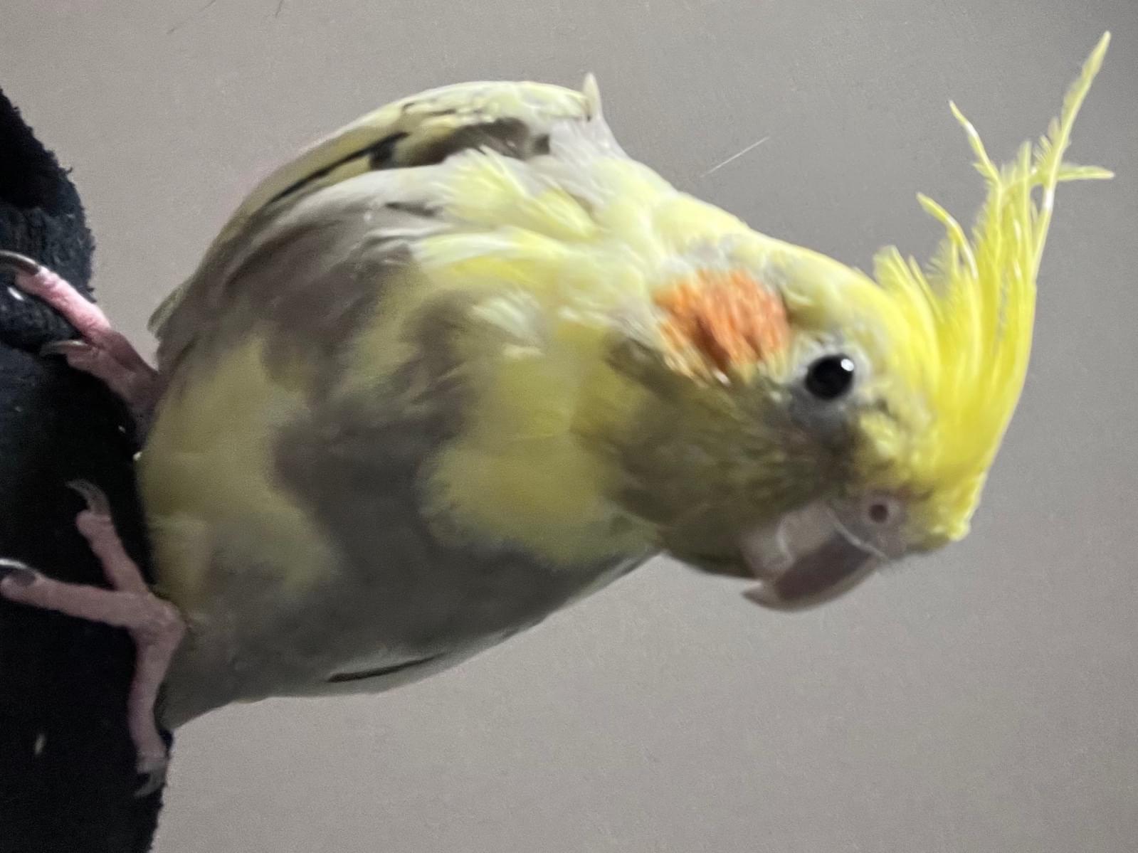 かめちゃん かめちゃん