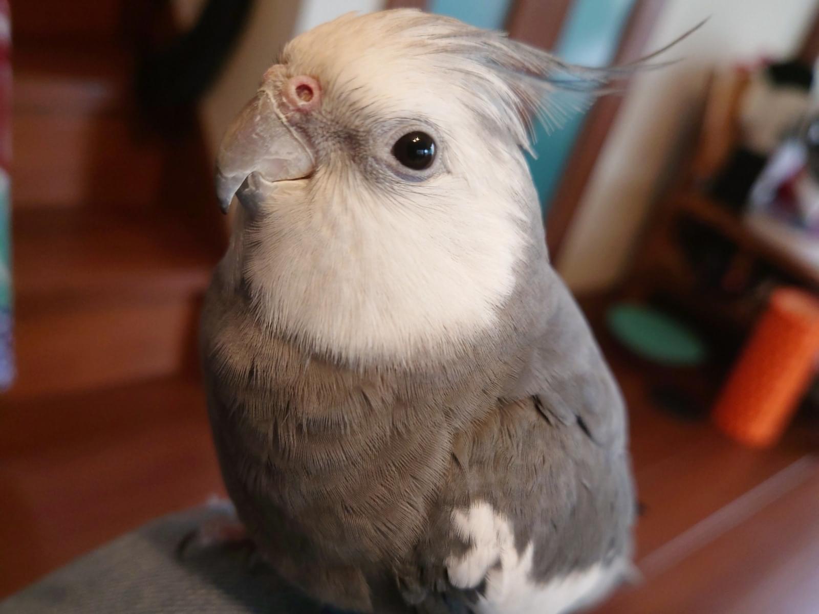 ハクちゃん ハクちゃん