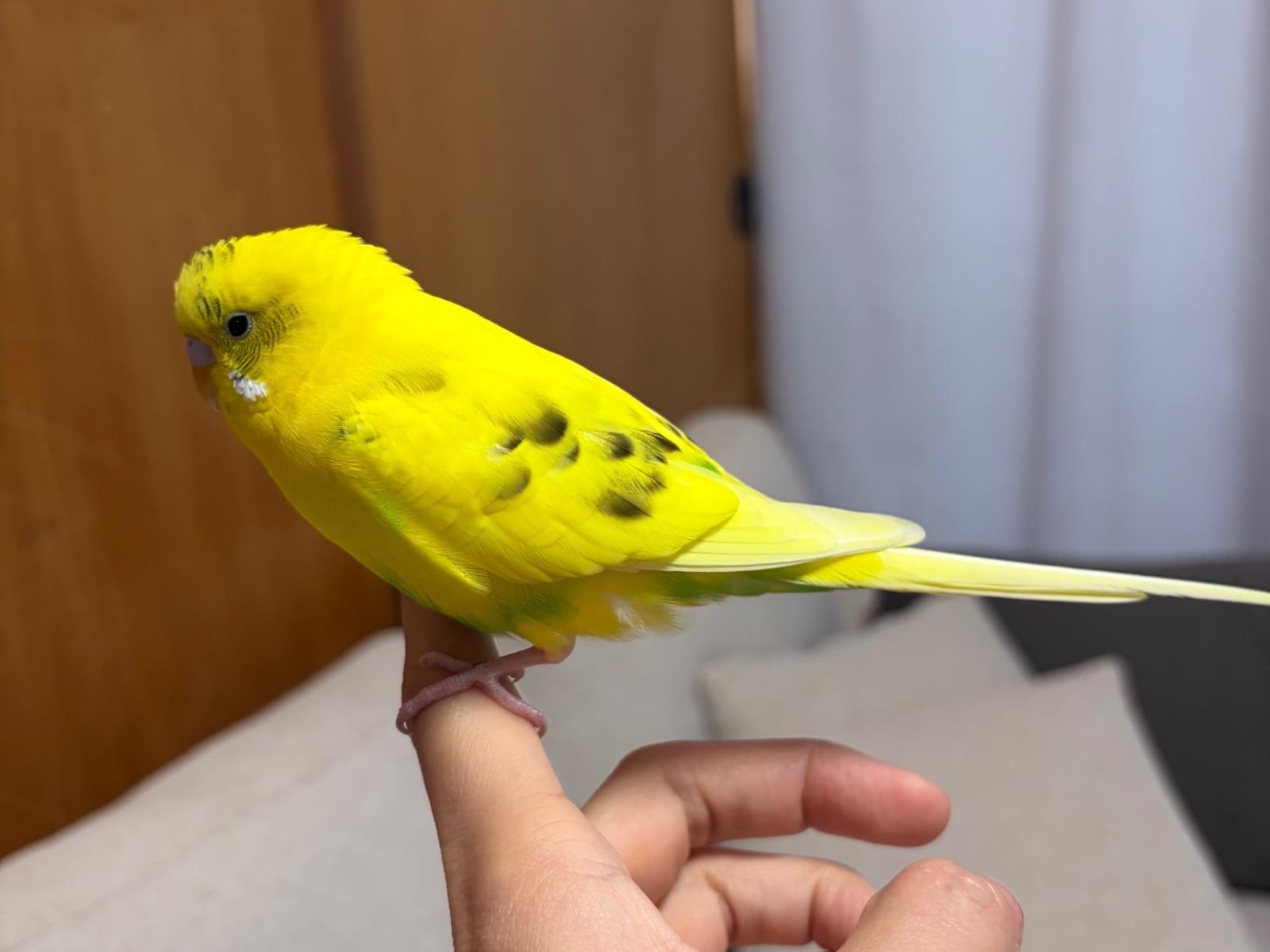 保護された鳥