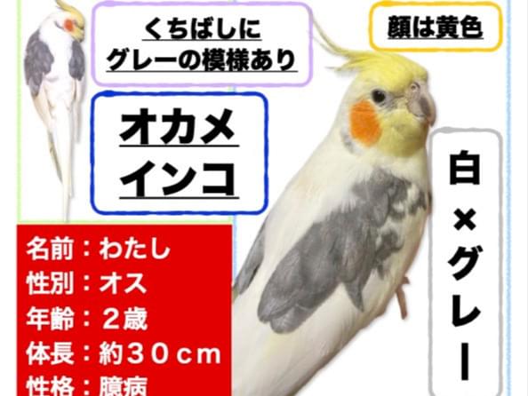 ワタシちゃん