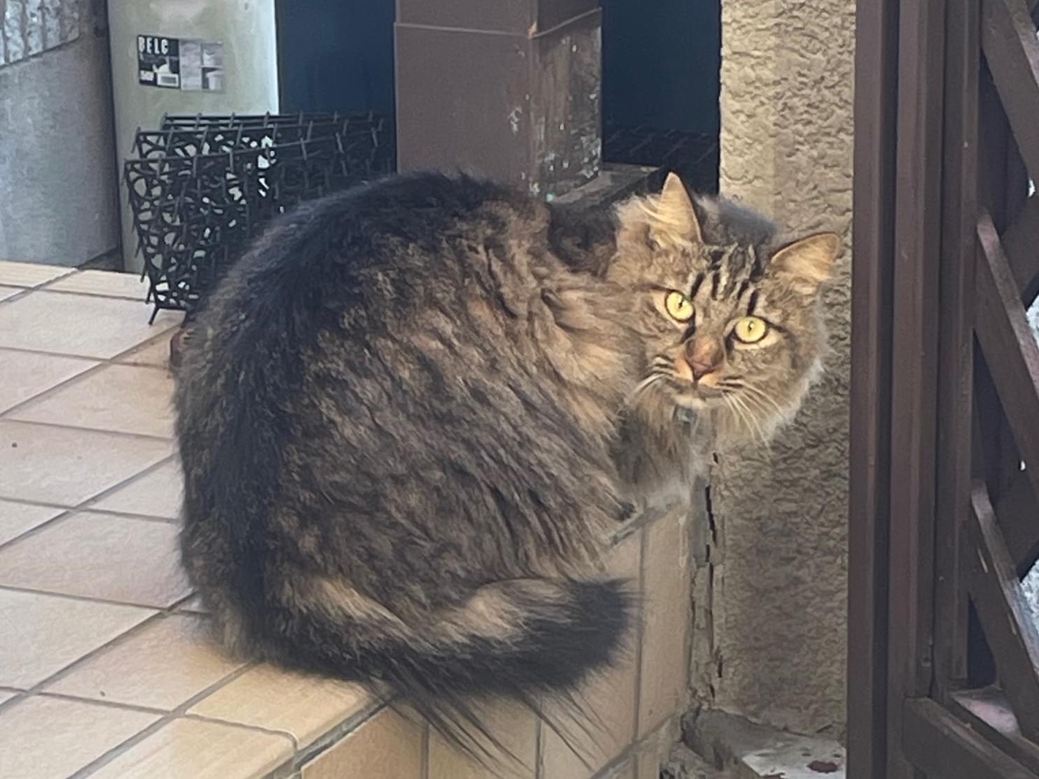 目撃された猫 目撃された猫