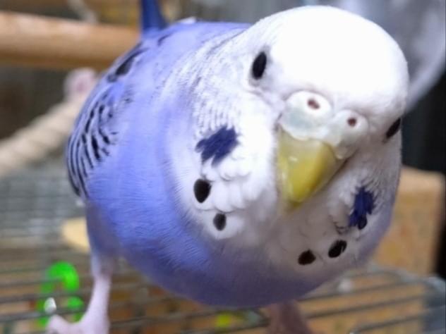 ぶーるちゃん ぶーるちゃん