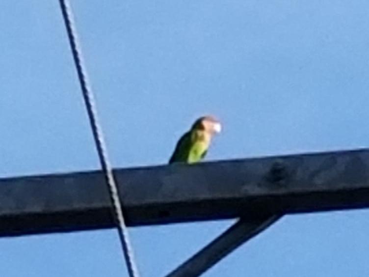 目撃された鳥 目撃された鳥