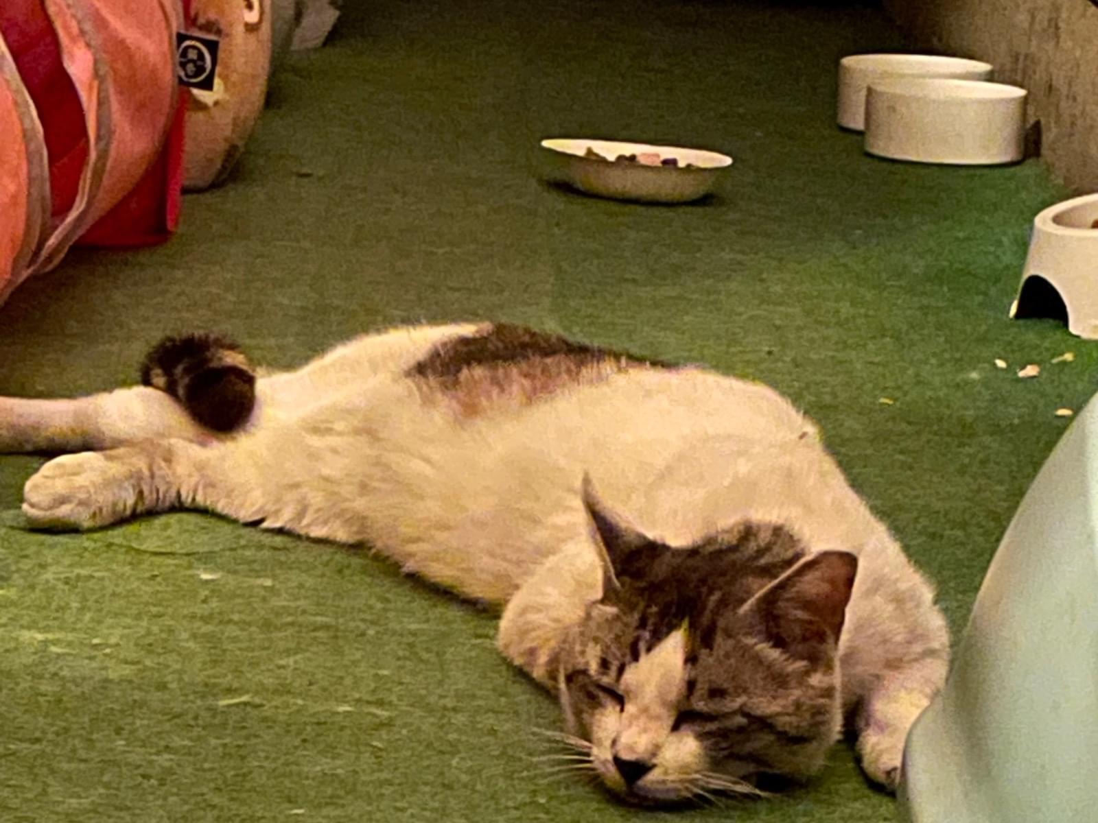 目撃された猫 目撃された猫