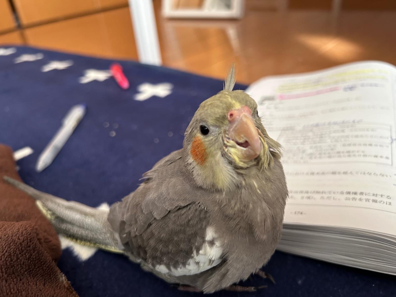 ピー助ちゃん ピー助ちゃん