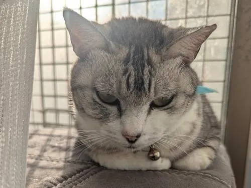 サバトラ猫を探しています