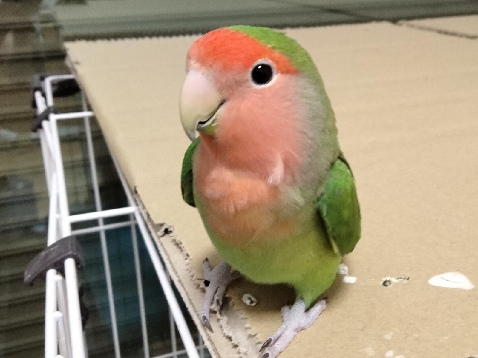 さくらちゃん さくらちゃん