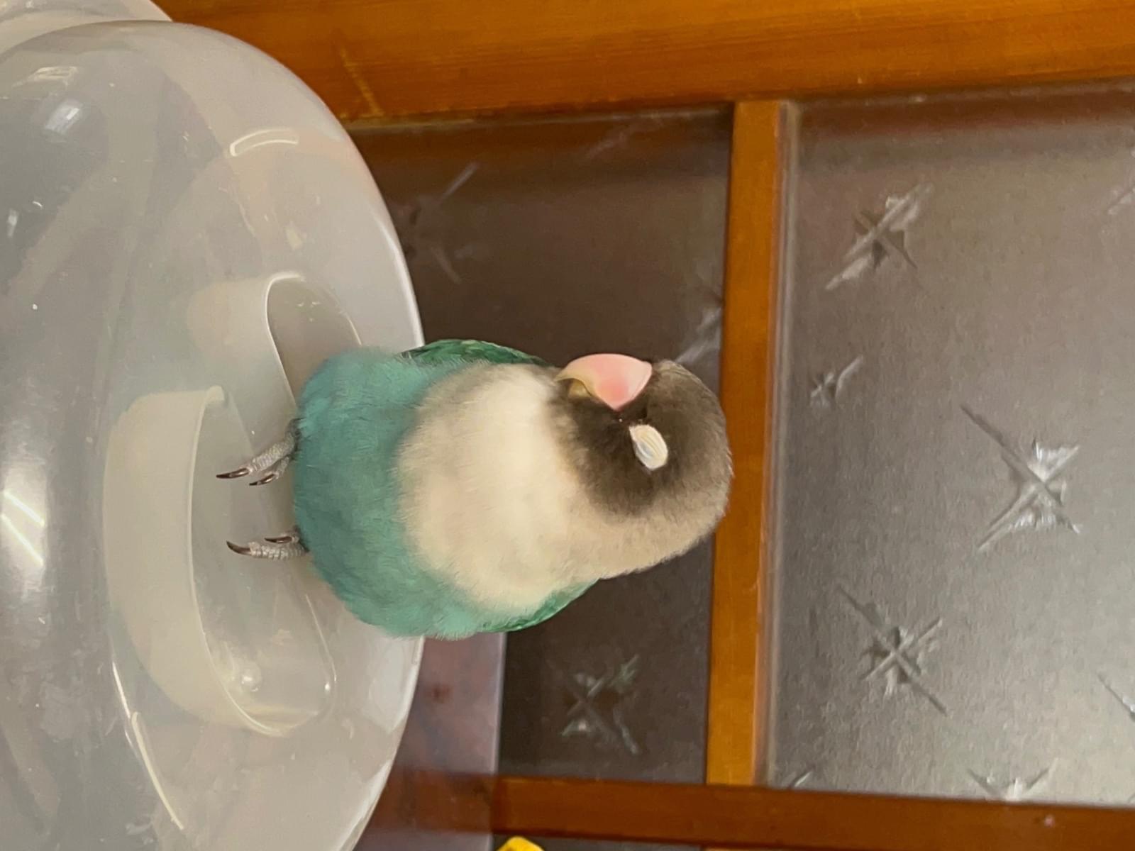 アオちゃん アオちゃん
