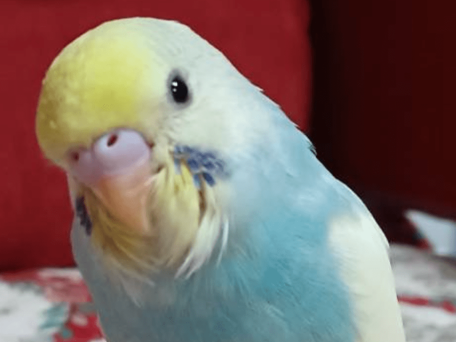 ソラちゃん ソラちゃん