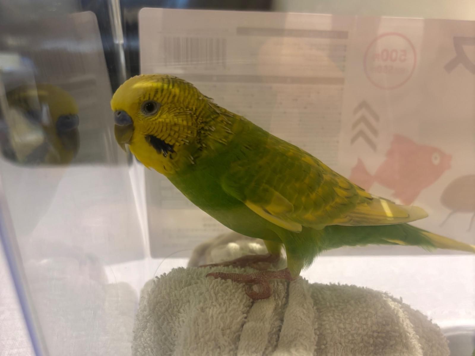 保護された鳥