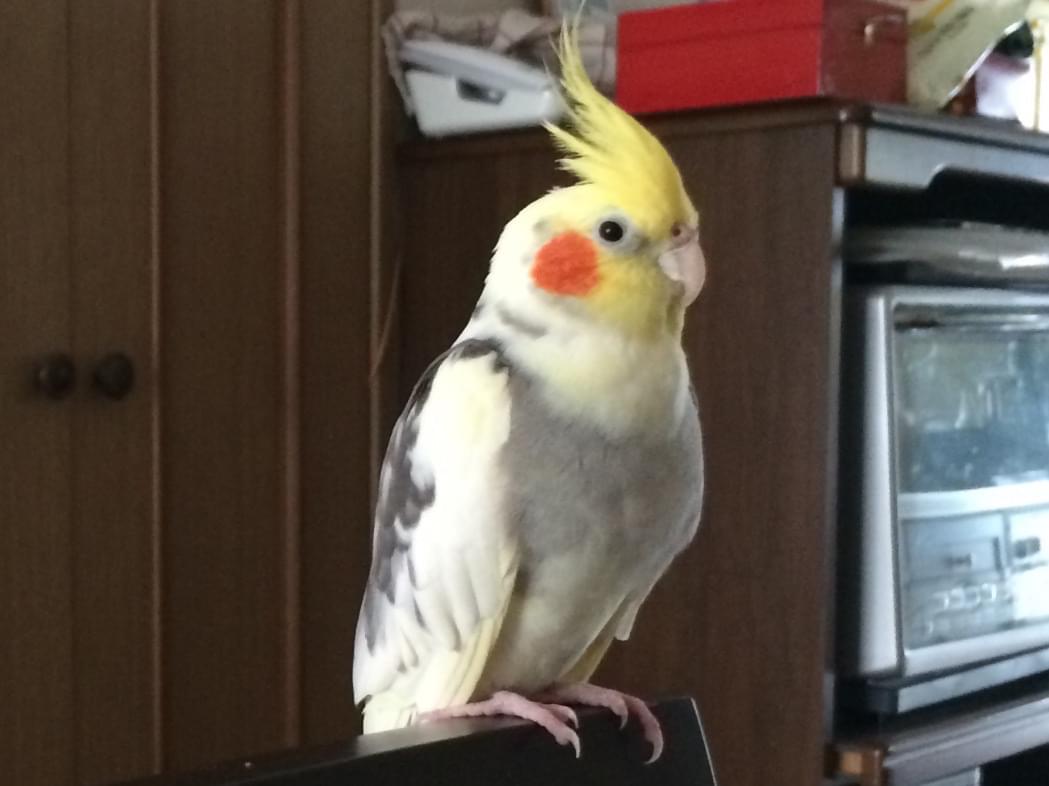 ピックルちゃん ピックルちゃん