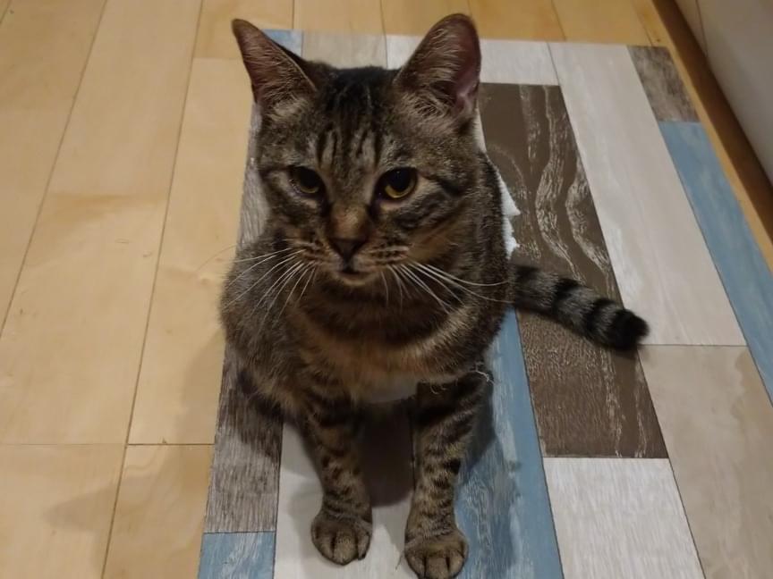 こはくちゃん こはくちゃん