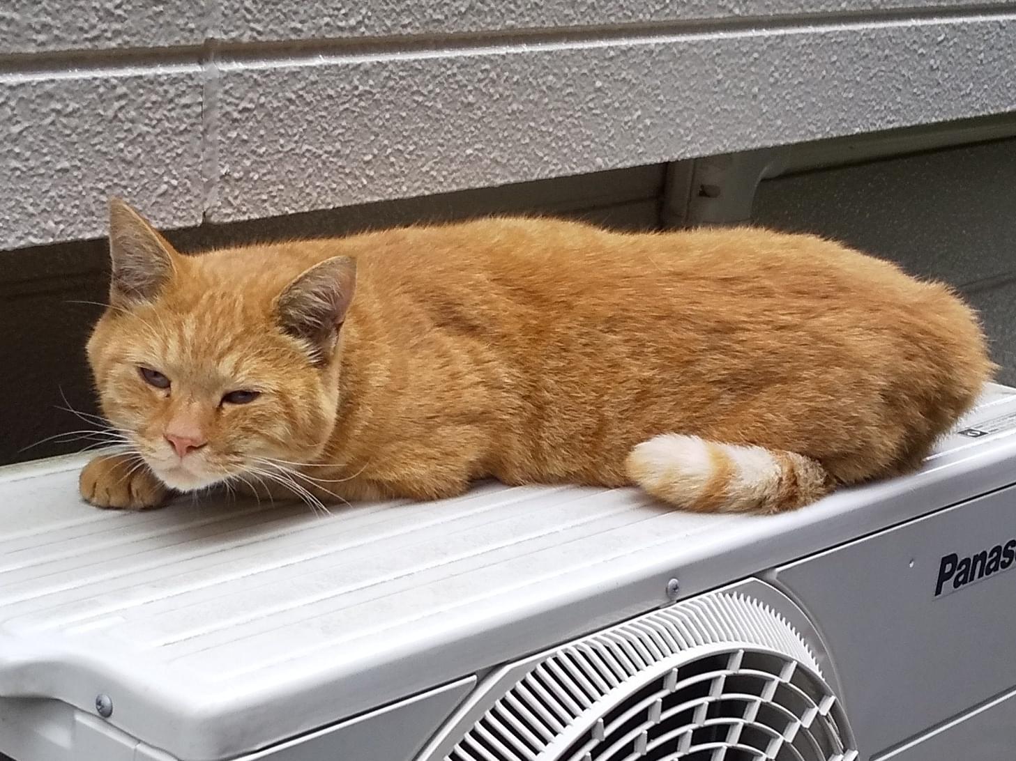 目撃された猫 目撃された猫