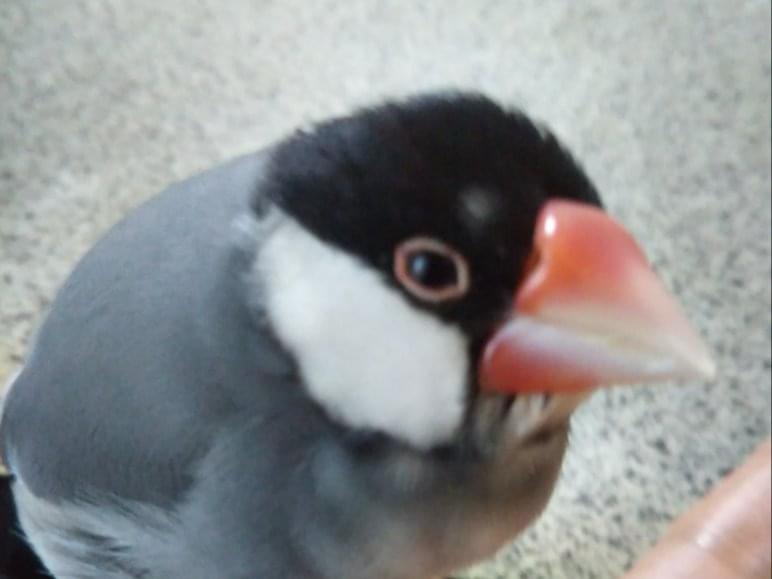 ピーちゃん ピーちゃん