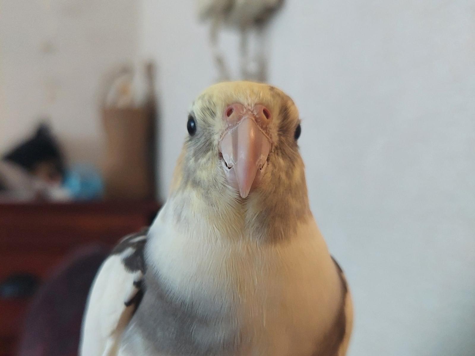 しゃけちゃん しゃけちゃん
