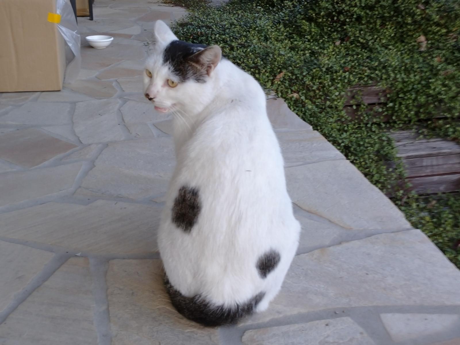 目撃された猫 目撃された猫