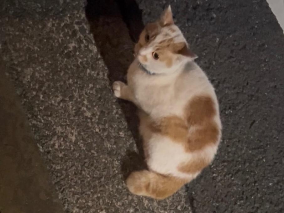 目撃された猫 目撃された猫