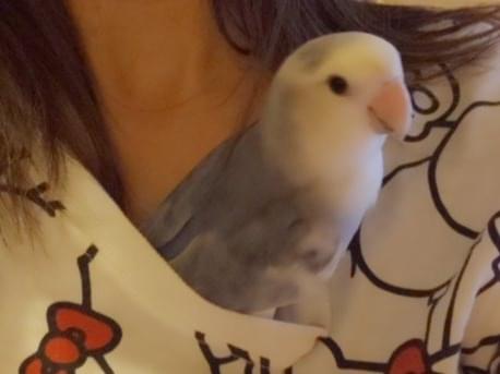 ジャスミンちゃん ジャスミンちゃん