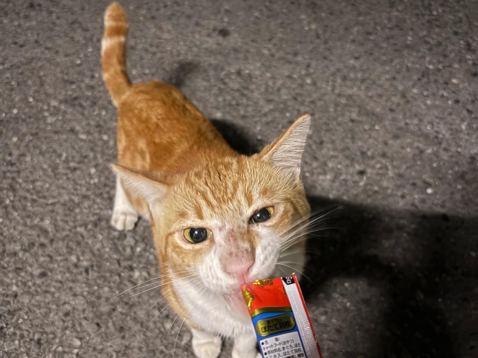 目撃された猫 目撃された猫