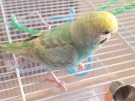 ちょこちゃん ちょこちゃん