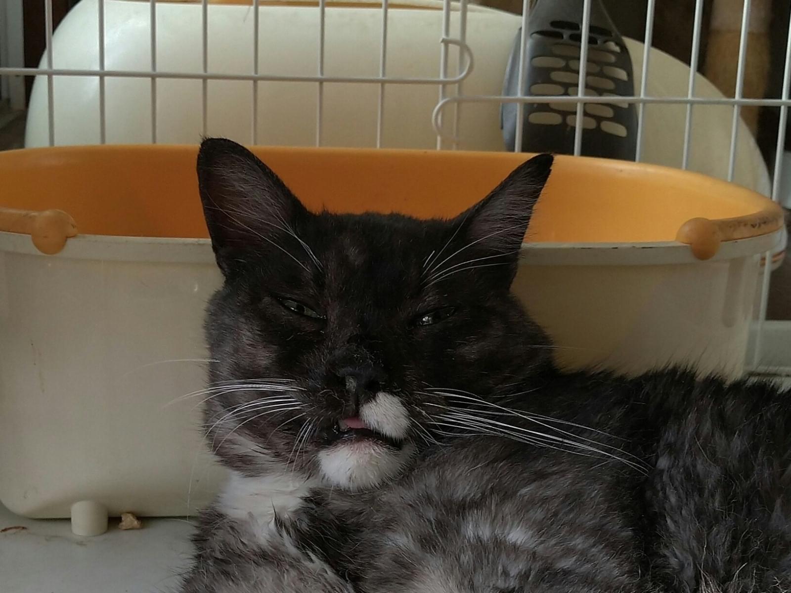 保護された猫 保護された猫