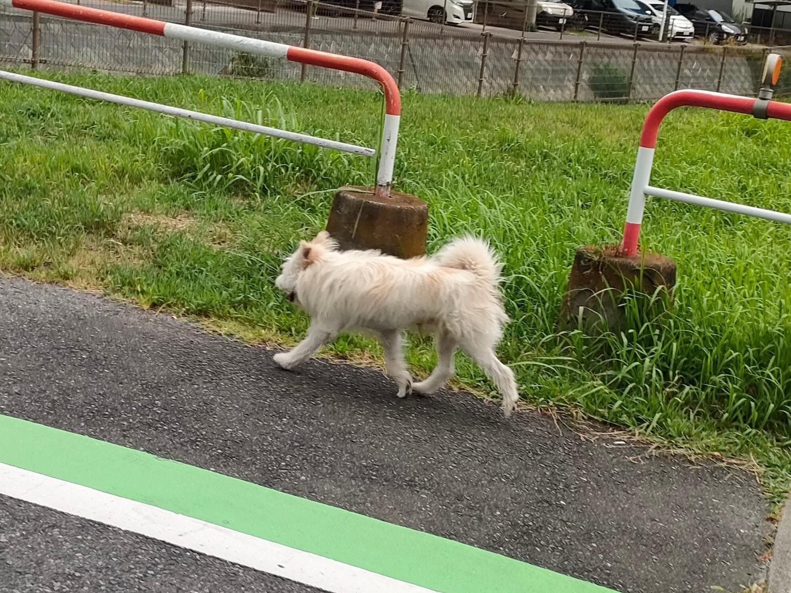 目撃された犬 目撃された犬