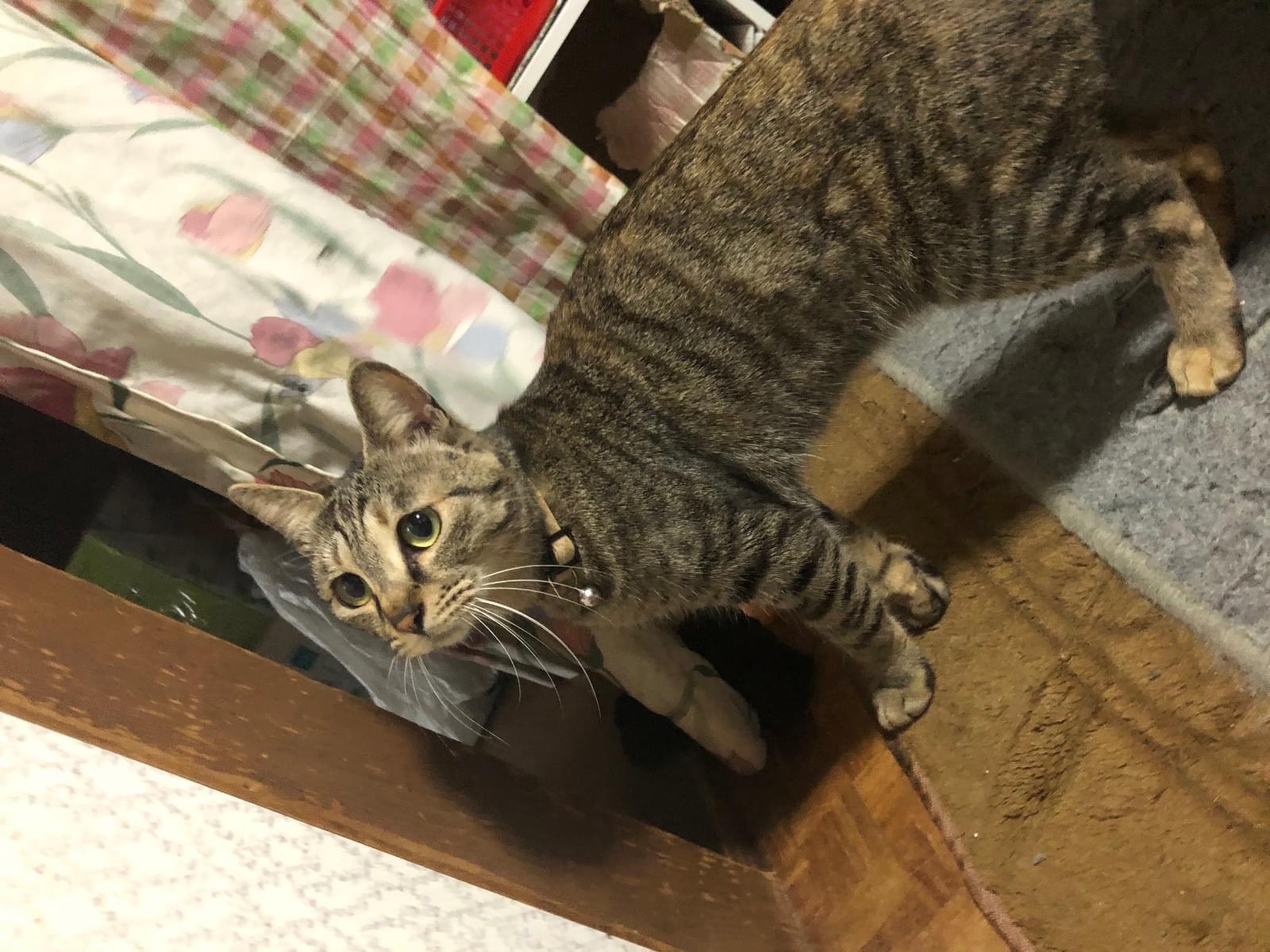 トラちゃん