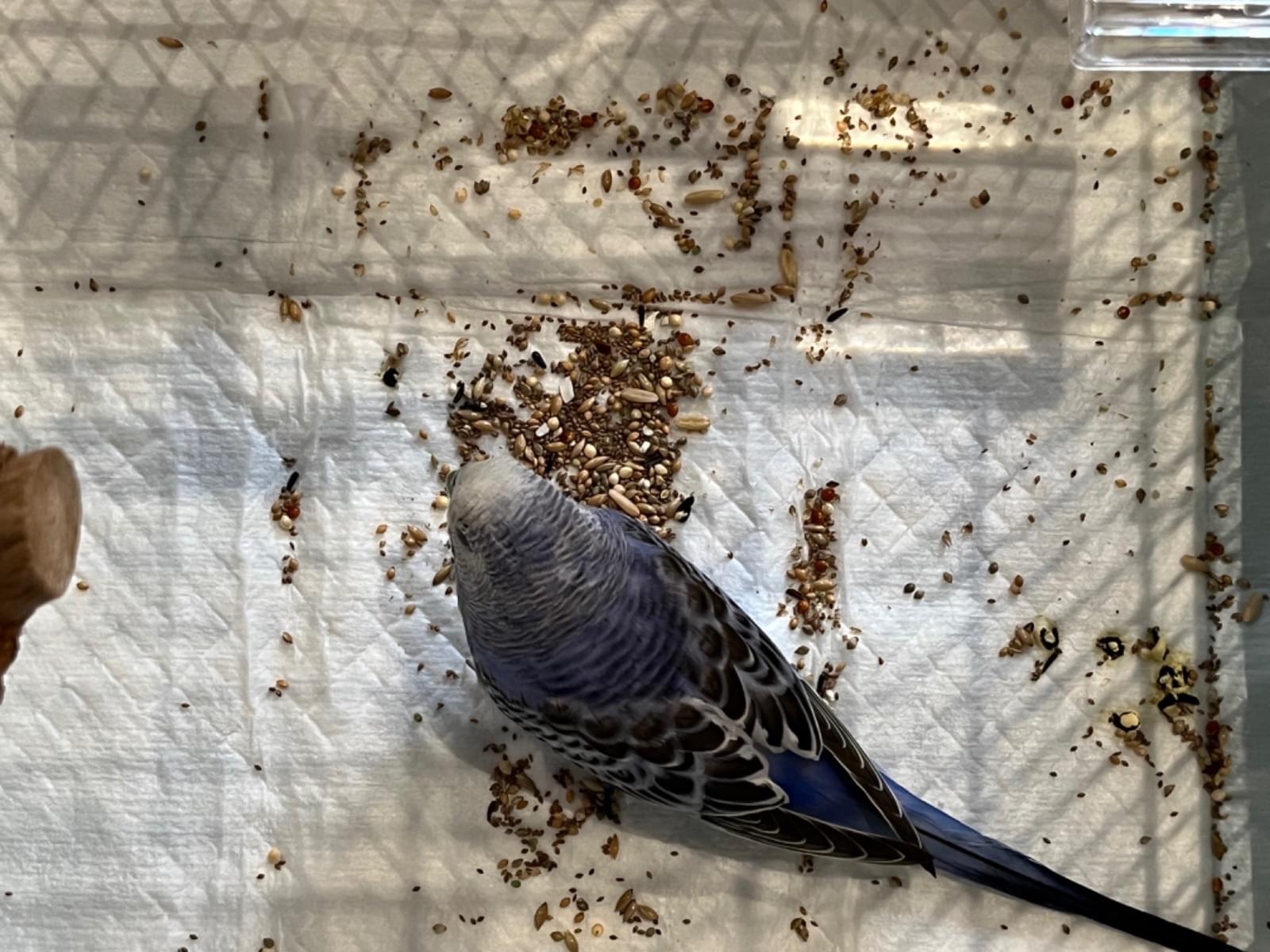 保護された鳥 保護された鳥