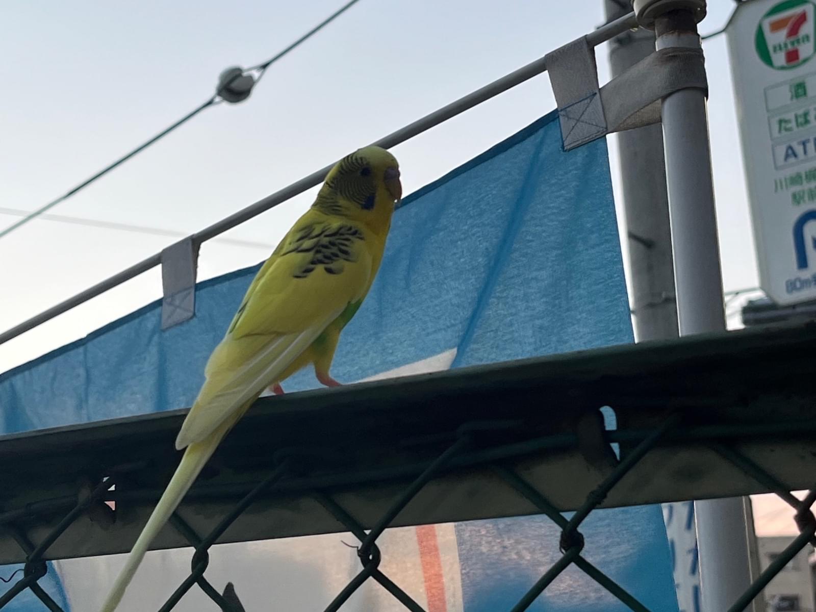 目撃された鳥 目撃された鳥