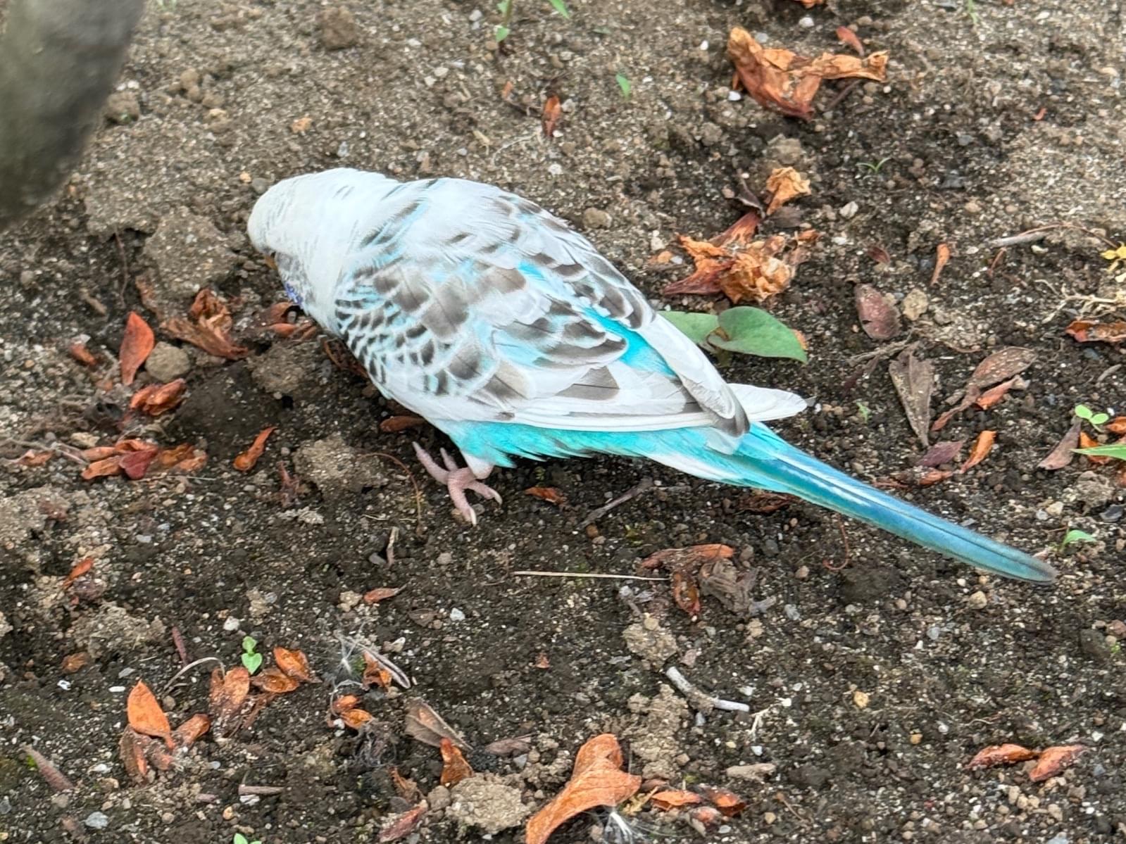 保護された鳥 保護された鳥