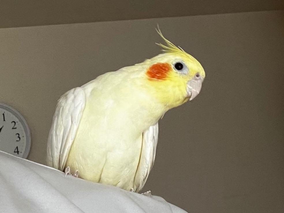 ぴっぴちゃん