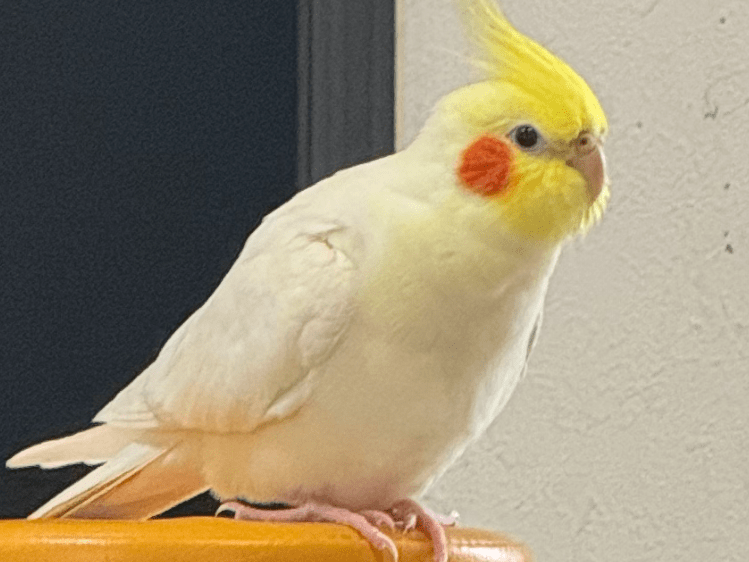 ルルちゃん ルルちゃん