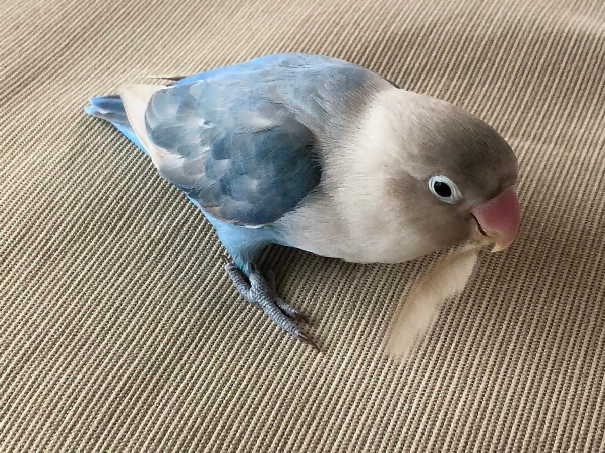 タンチュちゃん タンチュちゃん