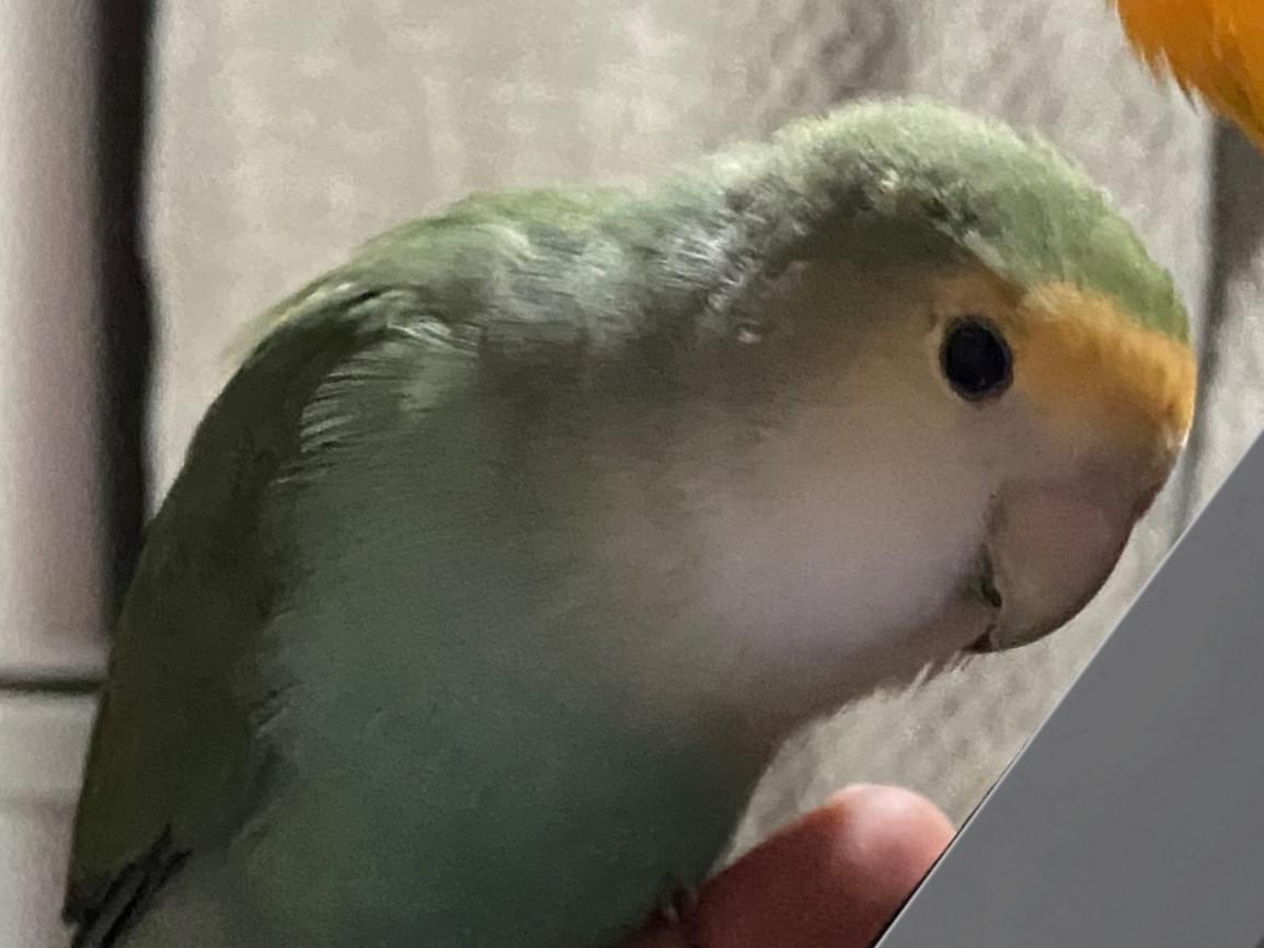 てんちゃん てんちゃん