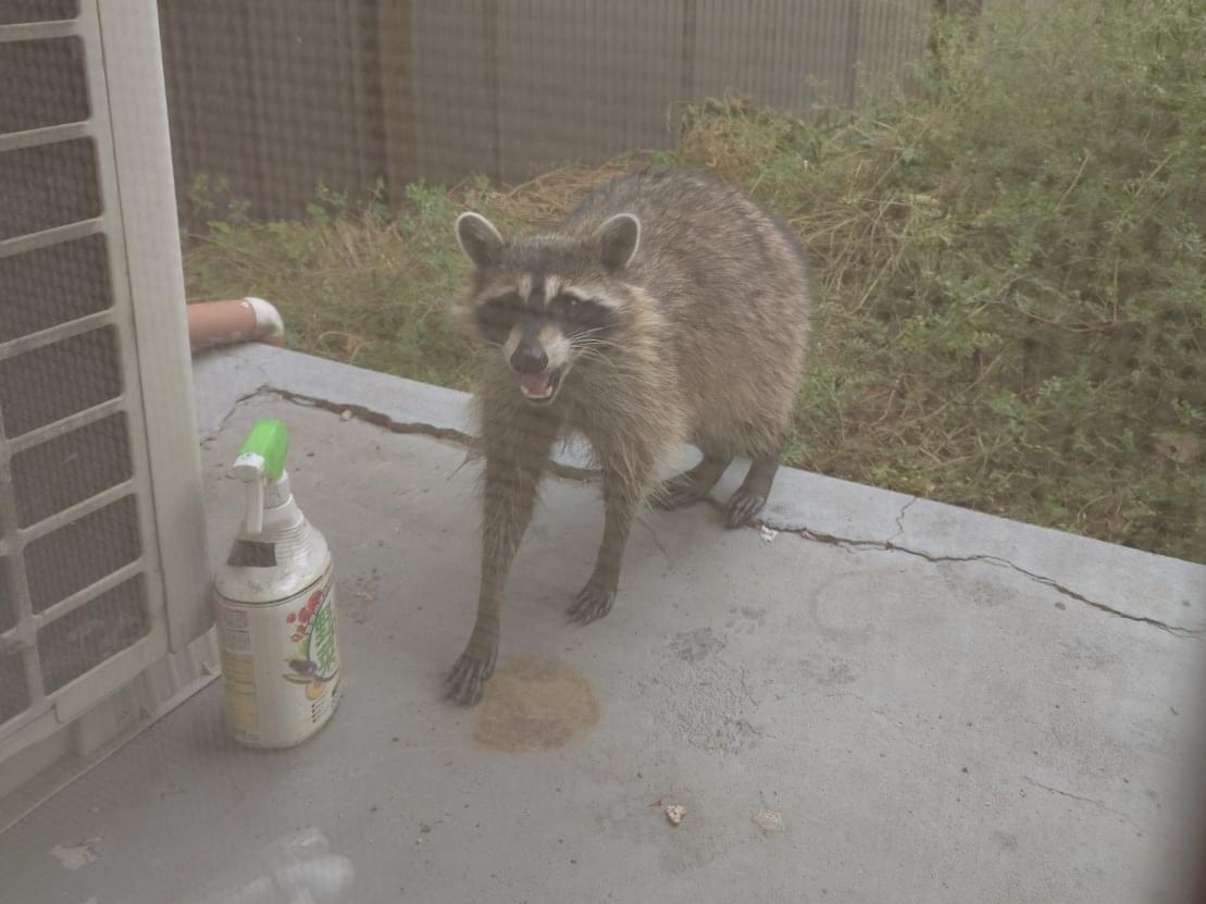 目撃されたペット 目撃されたペット