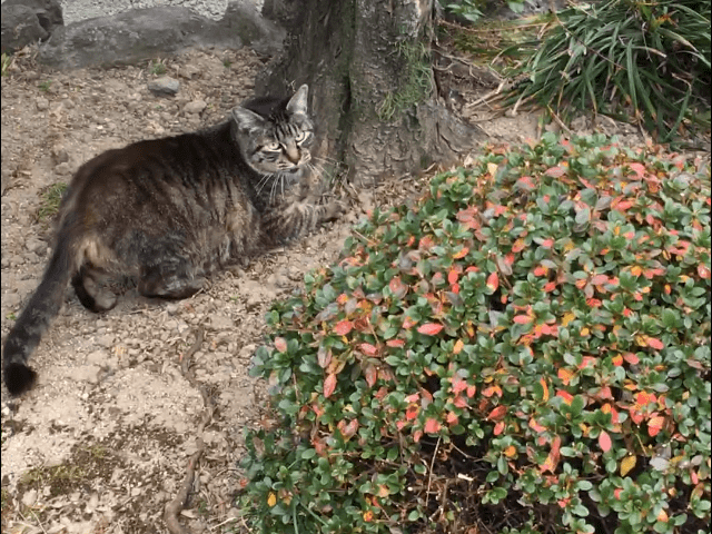 目撃された猫 目撃された猫