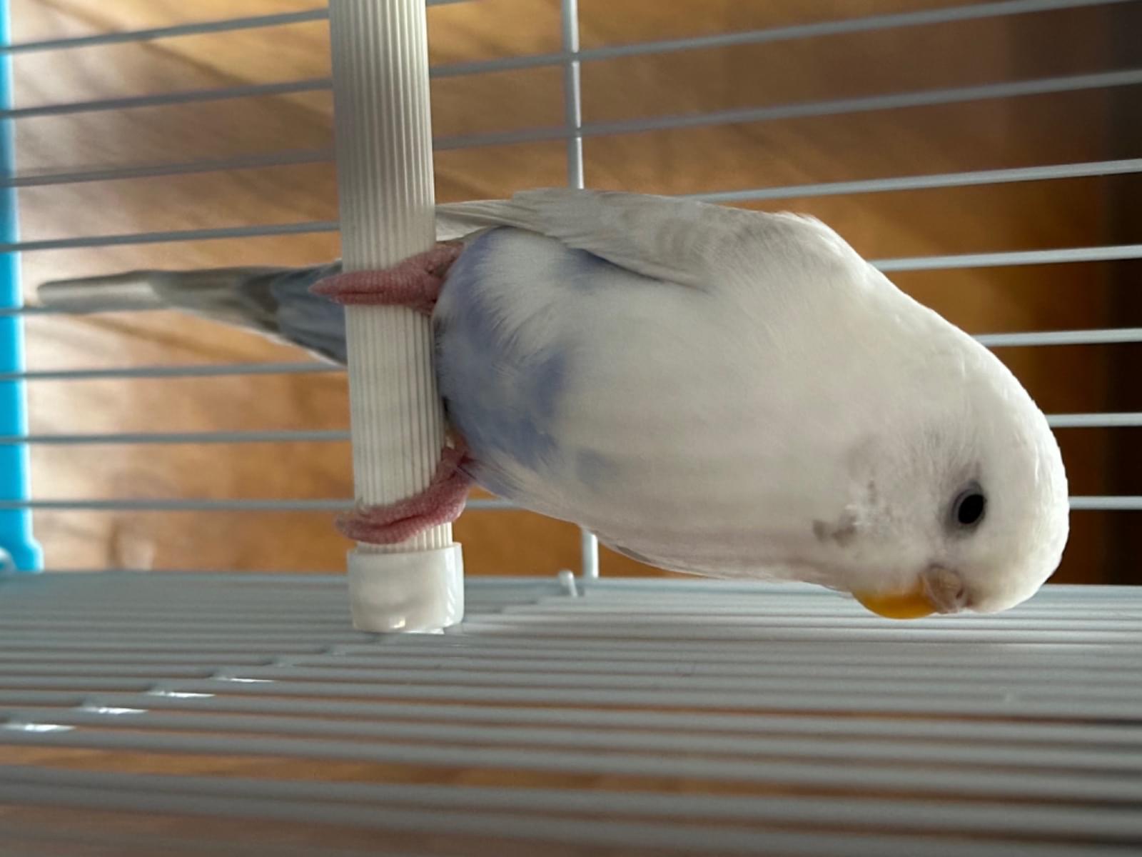 保護された鳥 保護された鳥
