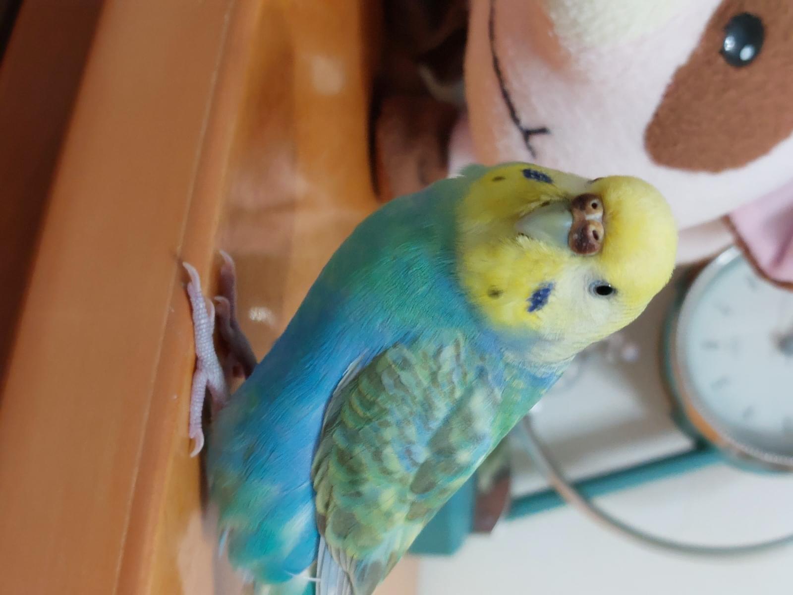 ピーちゃん ピーちゃん