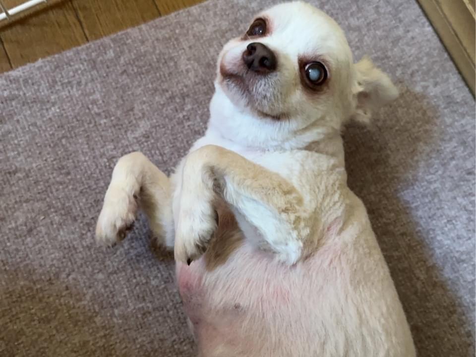 マシュちゃん