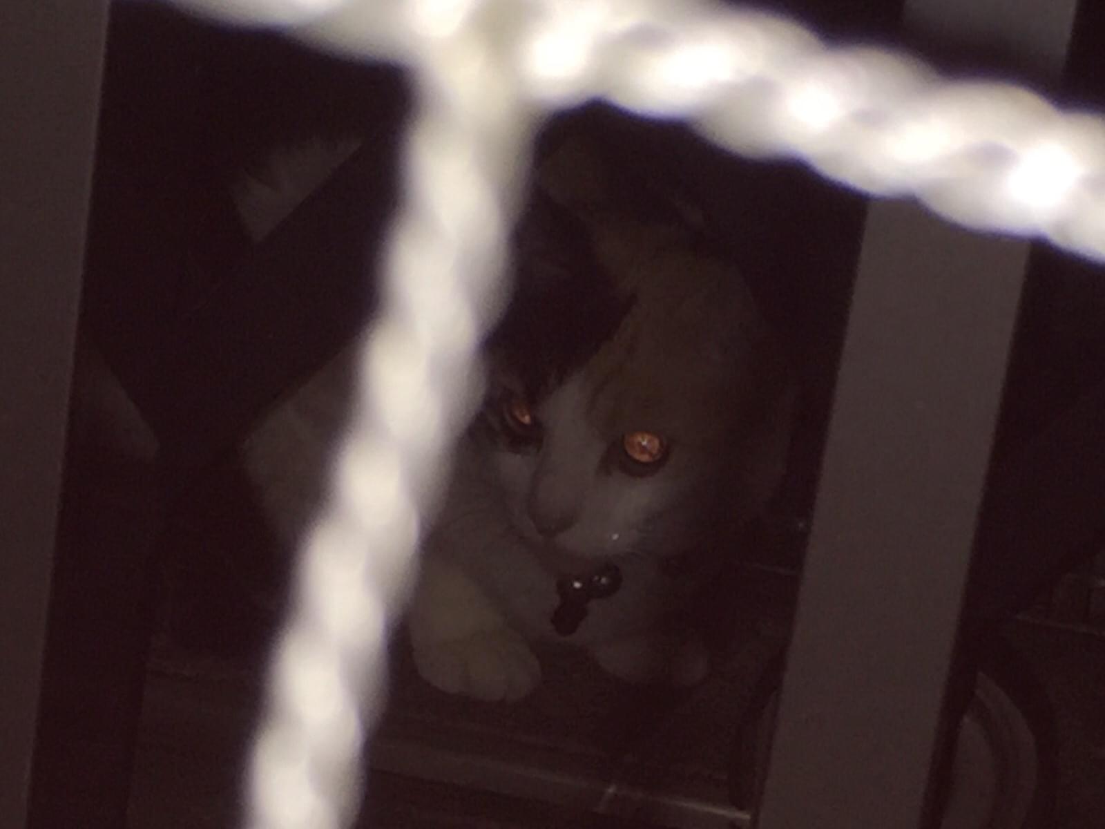 目撃された猫 目撃された猫