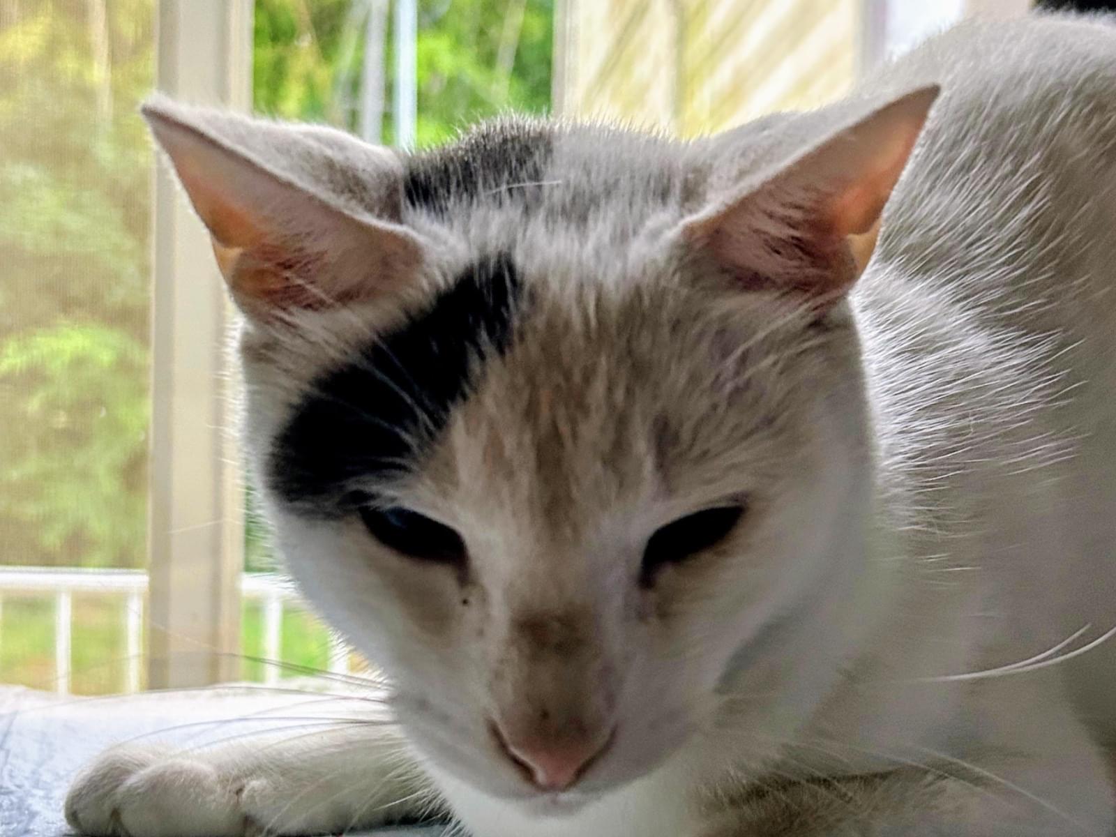 ショウちゃん ショウちゃん