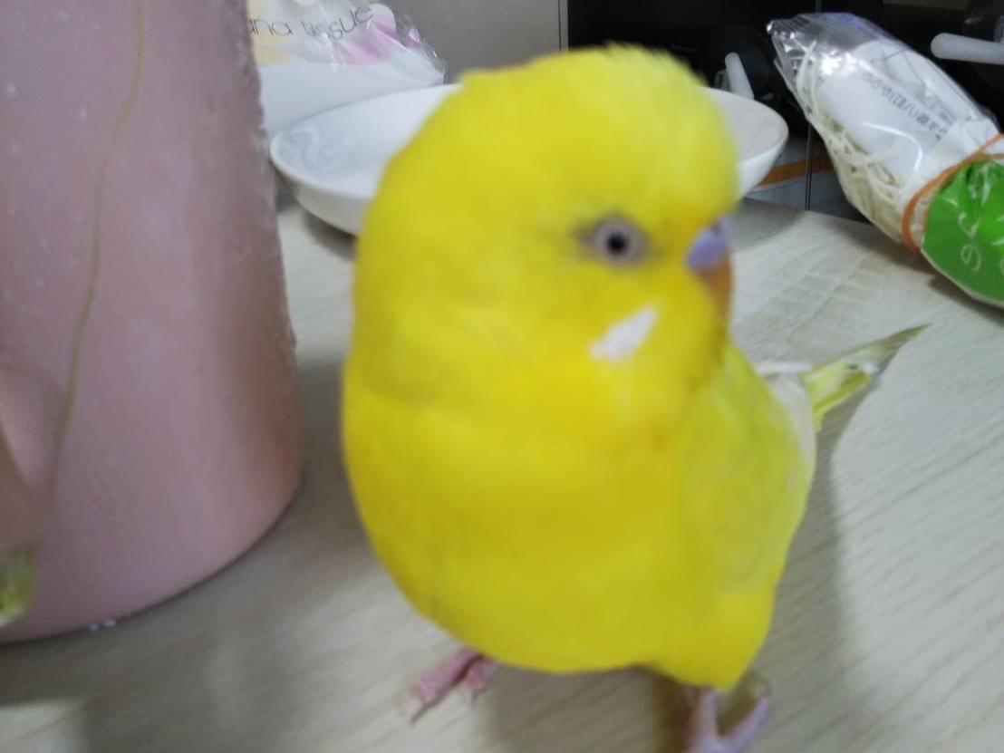ぴーちゃん ぴーちゃん