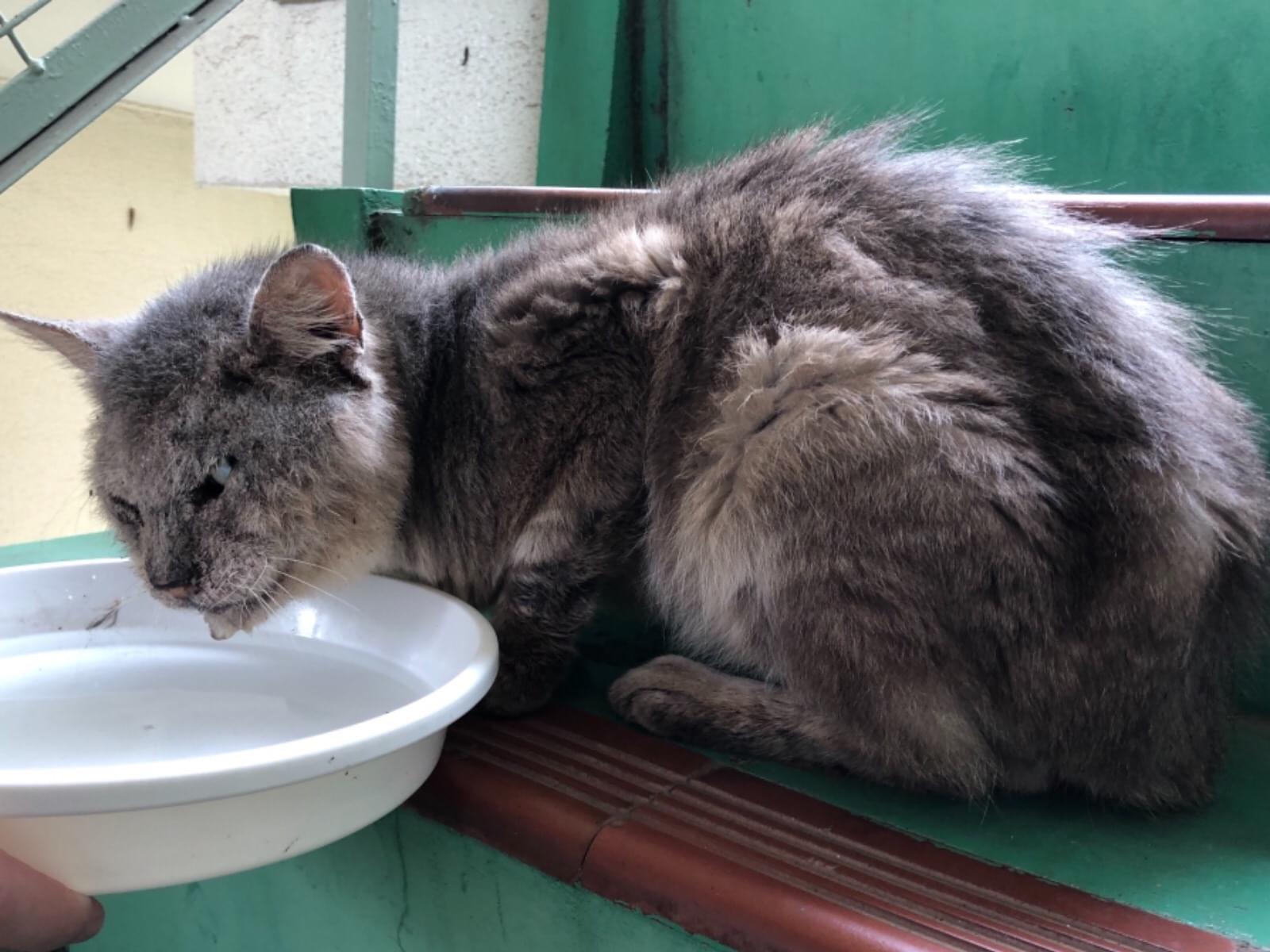 目撃された猫 目撃された猫