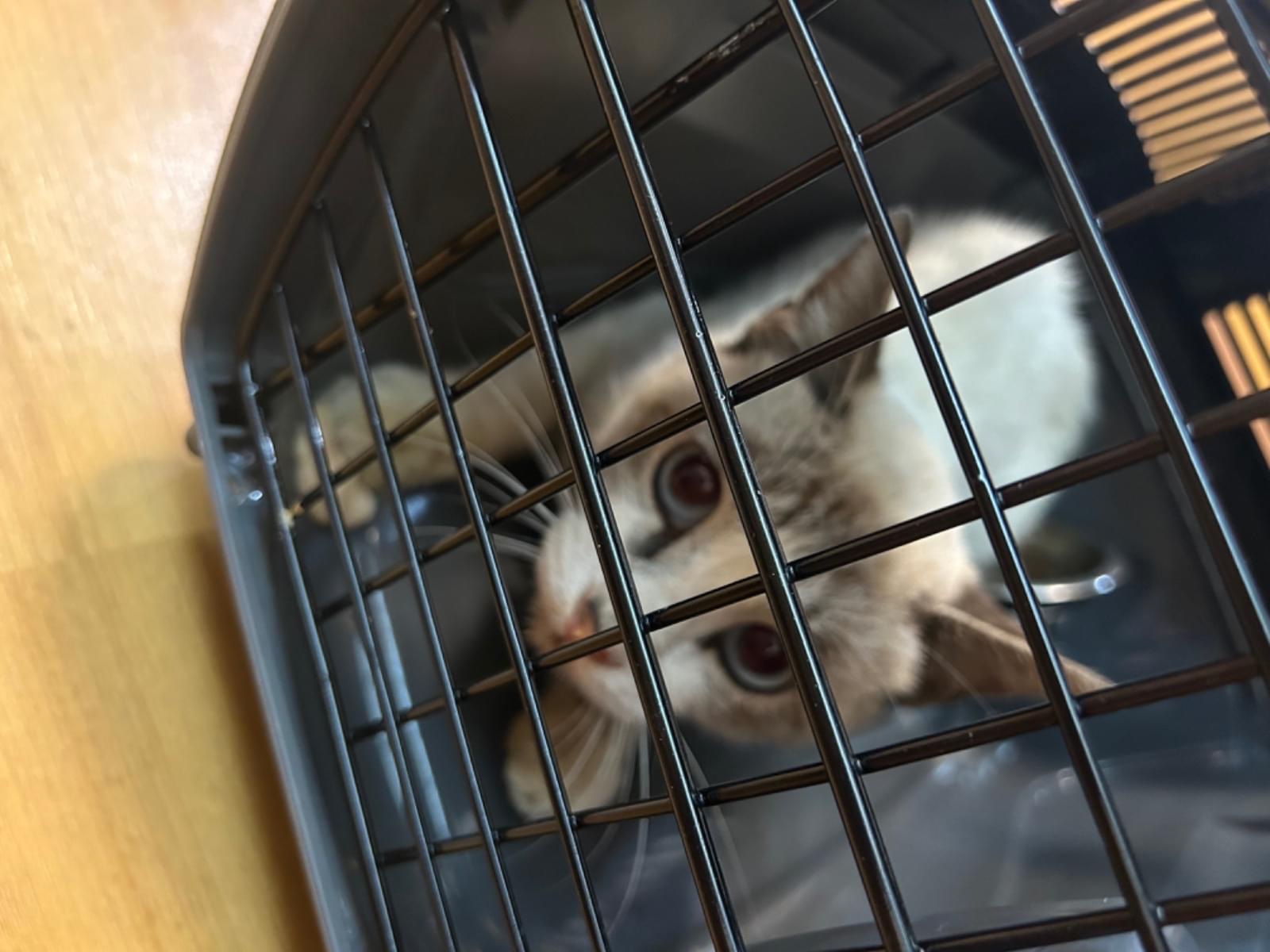 保護された猫 保護された猫