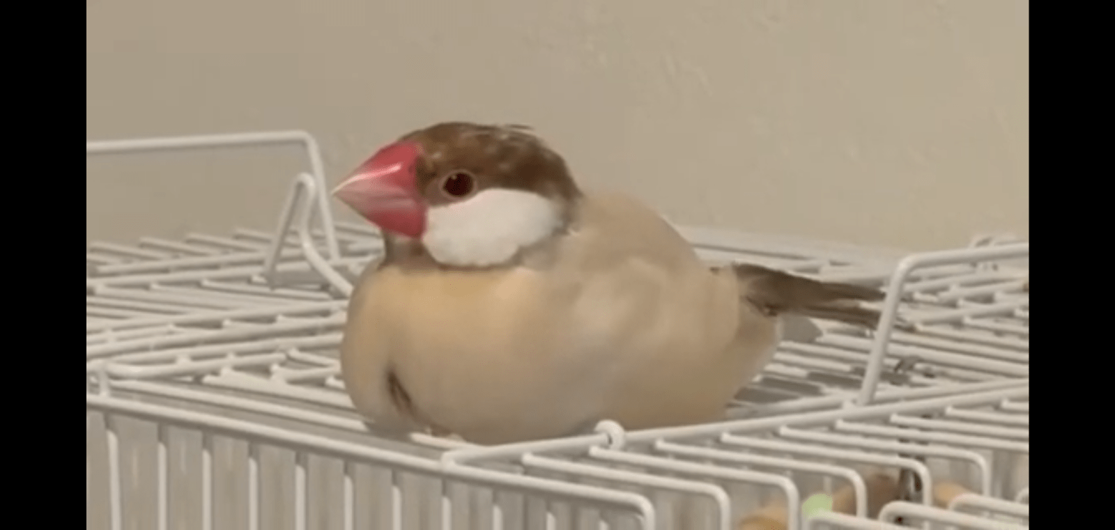 シナモン文鳥を探しています