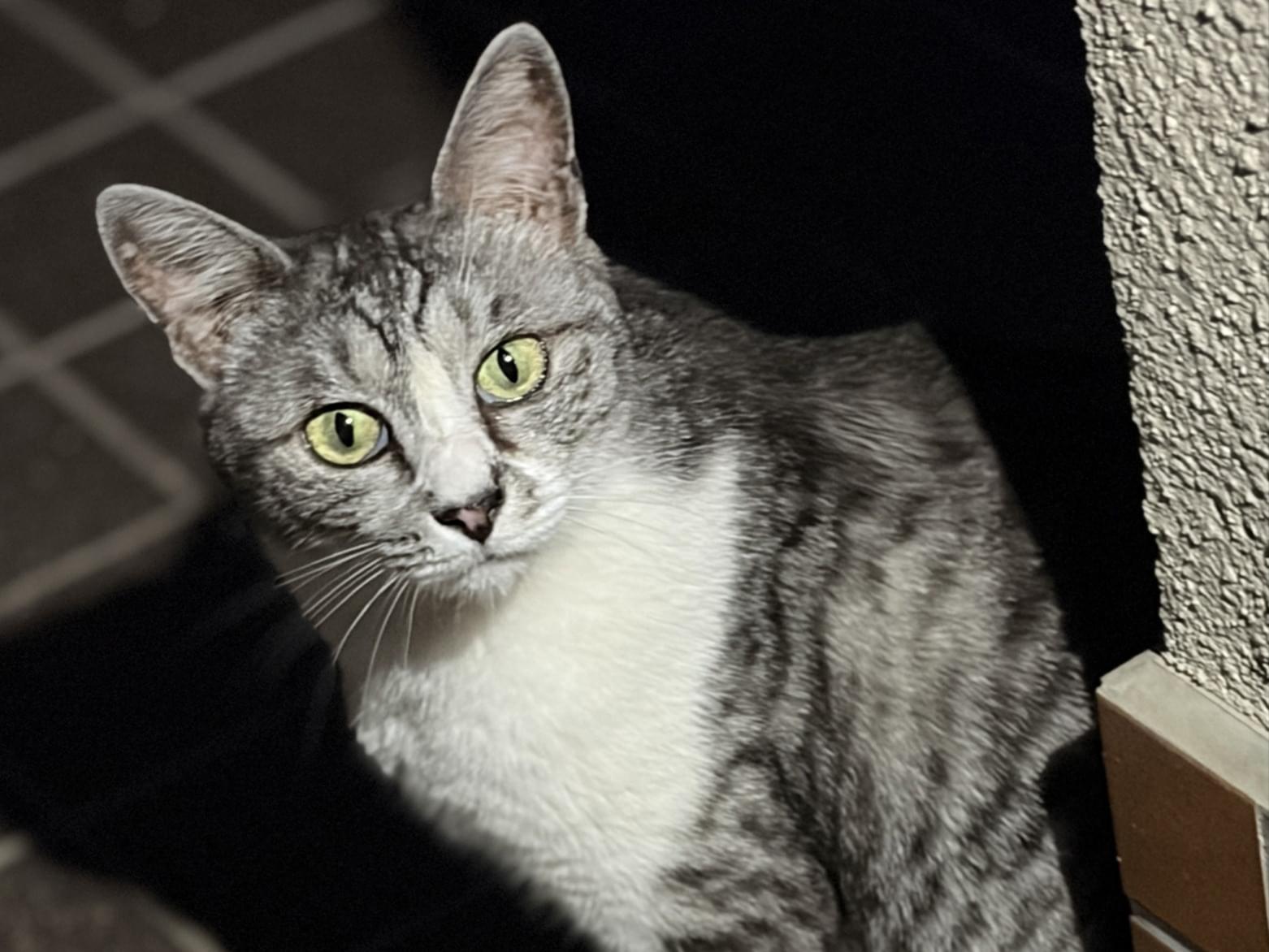 目撃された猫 目撃された猫