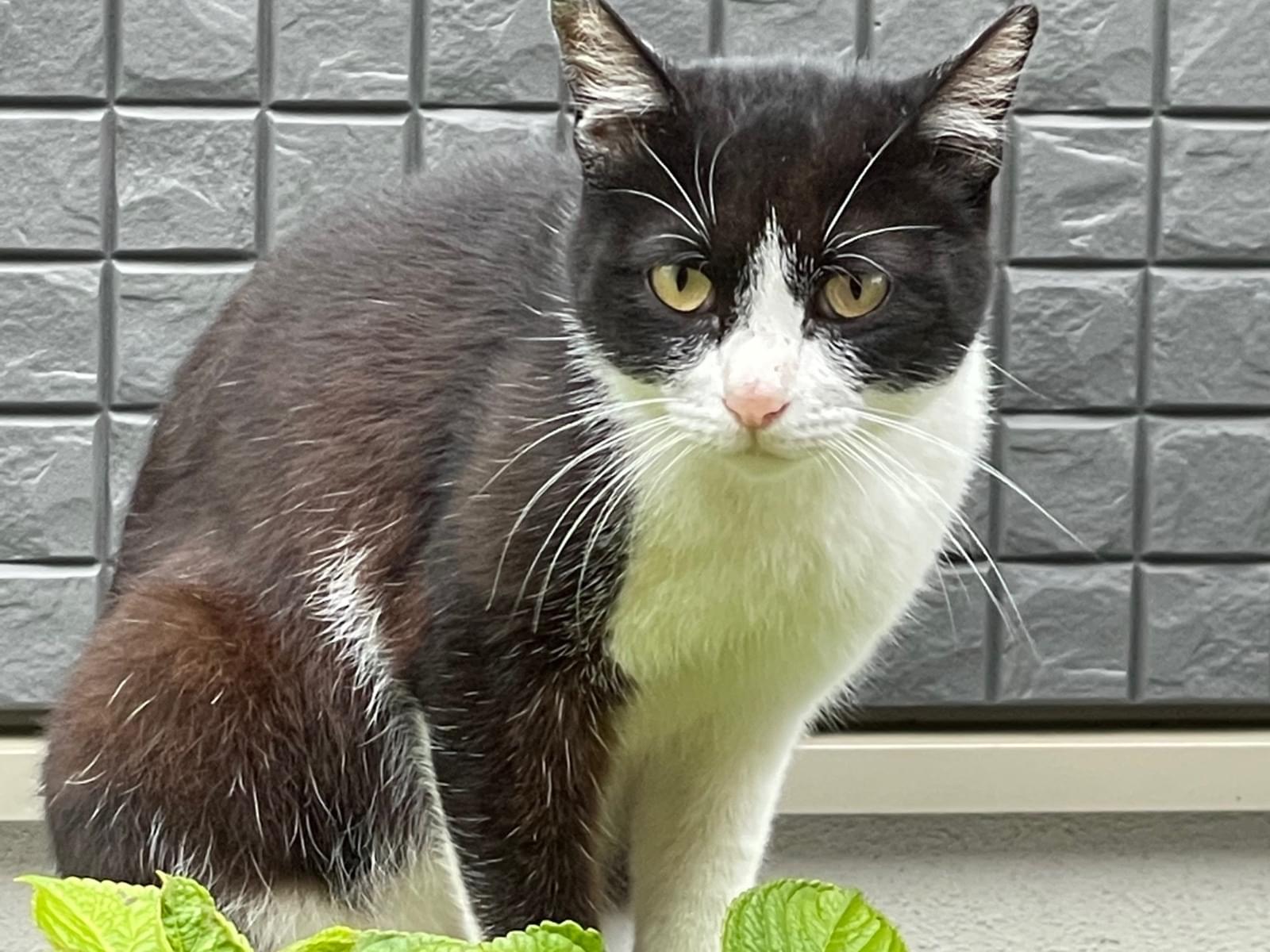 目撃された猫 目撃された猫