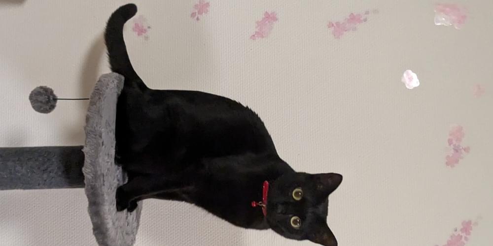 黒猫(赤い首輪) 無事保護できました!